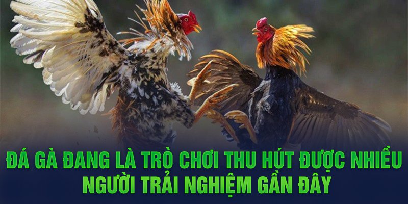 Đá gà đang là trò chơi thu hút được nhiều người trải nghiệm gần đây