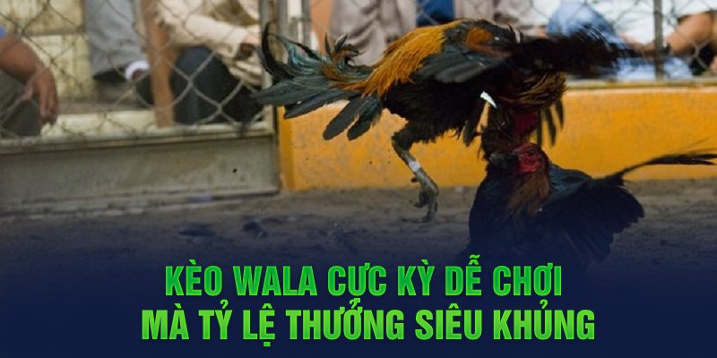 Kèo Wala cực kỳ dễ chơi mà tỷ lệ thưởng siêu khủng